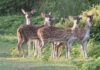 जंगल सफारी में दिखा हिरणों एवं गौर का झुंड, वीटीआर की हरियाली ने जीता दिल।
