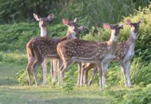 जंगल सफारी में दिखा हिरणों एवं गौर का झुंड, वीटीआर की हरियाली ने जीता दिल।