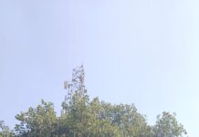 एनडीए प्रत्याशी के समर्थन में आस्था सिंह ने किया रोड शो।