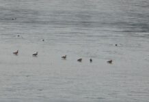 वाल्मीकिनगर में प्रवासी पक्षियों का आगमन शुरू, गंडक बराज बना आकर्षण का केंद्र।