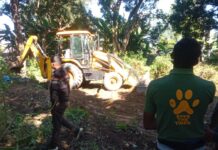 वीटीआर के ग्रास लैंड में ‘जहर’ घोल रहा लैंटाना घास।