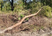 दोन नहर की सफाई के नाम पर बड़े पैमाने पर पेड़ों की हो रही अवैध कटाई।