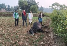 विधुत विभाग के लापरवाही से गिरे तार के चपेट में आने से दुधारु पशु भैंस की मौके पर हुई मृत्यु।