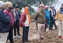 बाघ ने गाय को बनाया अपना शिकार, वन विभाग के कर्मियों के साथ बाघ खेल रहा आंख मिचौली।