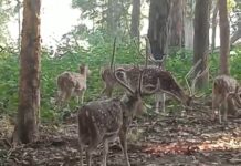 वीटीआर में पर्यटन को मिल रहा बढ़ावा, वन्य जीवों के दीदार के लिए वाल्मीकिनगर पहुंच रहे पर्यटक।