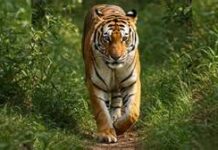 वीटीआर से आई खुशखबरी, बाघो की संख्या में वृद्धि के संकेत।