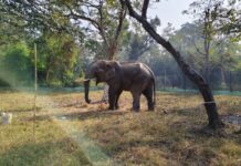 सर्दी से सुरक्षा का वीटीआर मॉडल, हाथियों के लिए बदला डाइट चार्ट।