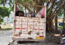 एसएसबी एवं वाल्मीकिनगर पुलिस के जवानों ने मवेशी तस्करी की बड़ी कोशिश नाकाम की, 5 मवेशियों से लदा वाहन जब्त।