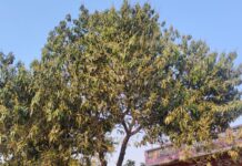 मंजरी से लदे आम के बाग, बागवानों के चेहरे खिले, मौसम अनुकूल रहा तो होगी रिकॉर्ड पैदावार।