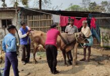 पशु मोबाइल चिकित्सालय का पतिलार में परिभ्रमण, पशुओं का किया गया इलाज।