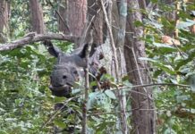 जंगल सफारी में दिखा ‘आर-फाइव’ गैंडा, अद्भुत नजारा देख रोमांचित हुए पर्यटक।