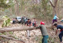 सफारी मार्ग पर गिरा विशाल पेड़, आधे घंटे तक थमा आवागमन।