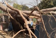 तेज हवा का कहर, मुख्य अभियंता आवास के गेट पर गिरा 60 साल पुराना पीपल का विशाल पेड़, बड़ा हादसा टला