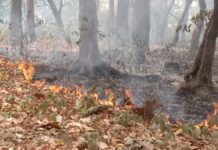 तल्ख मौसम में धधक उठा वीटीआर का जंगल, वीटीआर में दावानल से 5 एकड़ वनक्षेत्र खाक, वन संपदा और वन्यजीवों पर संकट।