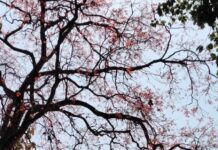 लाल पत्तियों से सजा वीटीआर, पतझड़ में कुसुम पेड़ों ने बिखेरी अनोखी रंगत।