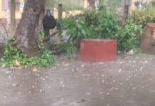 ओलों की मार, बारिश का वार, आम-लीची के बागानों पर मौसम की बड़ी चोट।