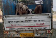संदिग्ध परिस्थिति में पिकअप वाहन के साथ दो गोवंश जब्त, तीन व्यक्ति हिरासत में।