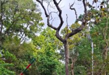 सोलर रोशनी से जगमग हुआ बनवर्ती क्षेत्र मानव-वन्यजीव संघर्ष कम करने की अनोखी पहल।