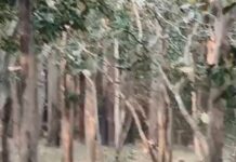 एक ही दिन में तीन बार ‘जंगल के राजा’ का दीदार, वाल्मीकिनगर में रोमांच का चरम।