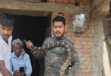 घर में घुसा ‘जंगल का खतरनाक मेहमान’, दरूआबारी में विशाल किंग कोबरा का रेस्क्यू, दो घंटे तक दहशत में रहा गांव।
