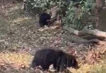 झाड़ियों में छिप-छिपकर झांकता दिखा भालू, वीटीआर सफारी में पर्यटकों को मिला अनोखा रोमांच।