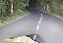 सड़क पर आया जंगल का मेहमान, वाल्मीकिनगर-बगहा मार्ग पर 8 फीट लंबा मगरमच्छ, पर्यटकों में दहशत।