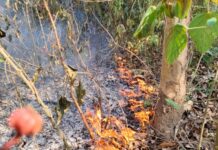 तपती दोपहर में धधका जंगल, वीटीआर में दावानल से वन संपदा पर बड़ा खतरा।