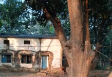 कुत्तों के हमले में हिरण घायल, ग्रामीणों की तत्परता से बची जान।