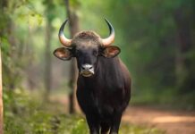 रात के सन्नाटे में कॉलोनी में घुसा गौर, दहशत में बीती रात।