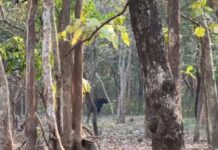 वीटीआर में देखें ‘लोन बूल’ का असली रोमांच, अकेले दम पर जंगल का बादशाह, पर्यटक हुए मंत्रमुग्ध।