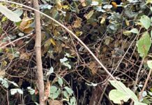 जंगल सफारी में दिखा तेंदुआ, रोमांच और दहशत के बीच कैमरे में कैद हुआ ‘जंगल का शिकारी’।