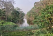 प्यास से बेहाल हुए जल स्रोत, जल संकट ने वन्यजीवों को सड़क तक पहुंचाया।