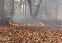 वीटीआर में आग का कहर, घोठवा टोला के पास जंगल धधका, वक्त रहते काबू से टला बड़ा हादसा।