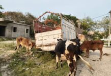 लौरिया में पशु तस्करी का खेल नाकाम, पिकअप समेत 8 मवेशी जब्त।