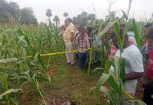 मक्के के खेत में विवाहित महिला का मिला शव, जांच में जुटी पुलिस।