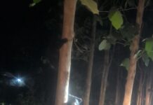 बाघों के आशियाने में दिखा मां का ममत्व, पेड़ पर चढ़े शावकों को बचाने के लिए तने से लिपट गई मादा भालू।