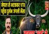 नेपाल से भटककर वीटीआर सीमा तक पहुंचा दुर्लभ जंगली भैंसा,