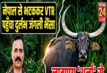 नेपाल से भटककर वीटीआर सीमा तक पहुंचा दुर्लभ जंगली भैंसा,