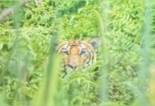 जंगल सफारी के दौरान बाघ देख अभिभूत हुए गोपालगंज के पर्यटक।