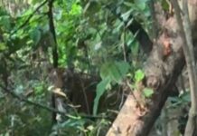 एक ही सफारी में बाघ और गैंडे का दीदार, चंदन कुमार एंड फैमिली की यादगार जंगल यात्रा।