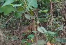 झाड़ियों के पीछे दिखा जंगल का राजा, थम गईं पर्यटकों की सांसें।