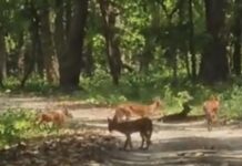 वीटीआर के जंगलों में बढ़ रहा जंगली कुत्तों का कुनबा, कैमरे में कैद हुई दुर्लभ गतिविधियां।